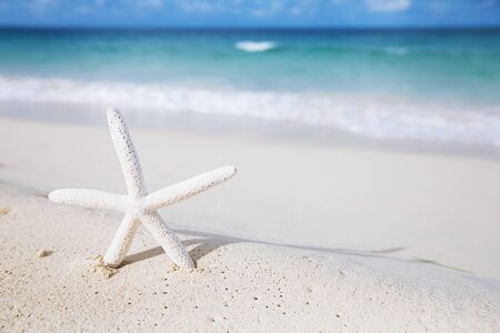 white starfish with ocean, on white sand beach, sky and seascape, shallow dofの写真素材