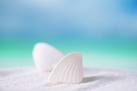 tropical snow white seashell sea shell with ocean , beach and seascape, shallow dofの写真素材