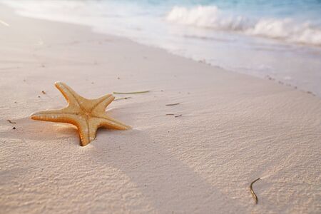 red  starfish  in sea wave with sky and seascape,  shallow dofの写真素材