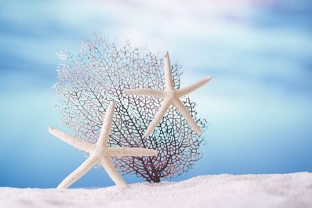 seafan and starfish  on sand  with tropical ocean underwater seascapeの写真素材