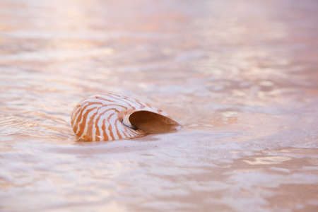 nautilus sea shell on golden sand beach with waves in  soft sunset light, shallow dofの写真素材