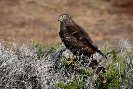 The bird of prey. Patagonia.の写真素材