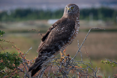 The bird of prey. Patagonia.の写真素材