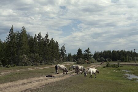 Yakutia. The surroundings of the village Honu. Yakut horses.の写真素材