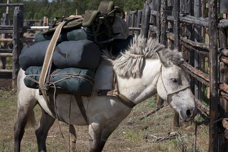 Yakut horse.の写真素材