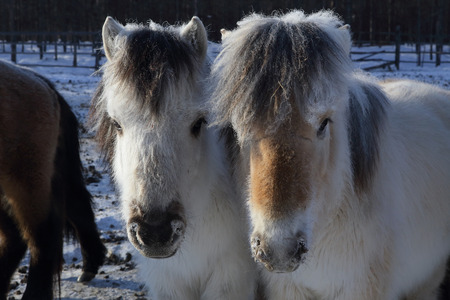 Yakut horses in winter.の写真素材