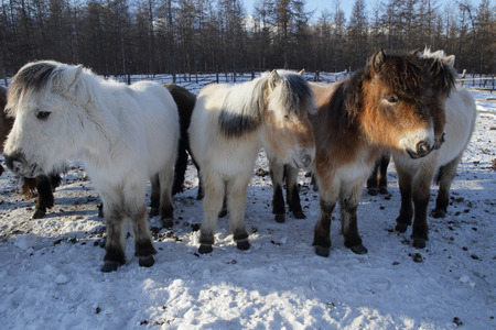 Yakut horses in winter.の写真素材