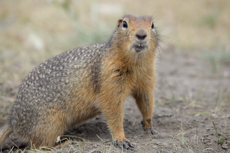 Squirrel gazing in our direction. Yakutia. Russia.の写真素材
