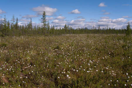 Glade with cotton grass in the forest. Yakutia. Russia.の写真素材