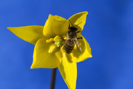 A bee collects nectar on a yellow tulip. Yellow tulips against the blue sky. Southern Urals. Bashkiria. Russia.の写真素材