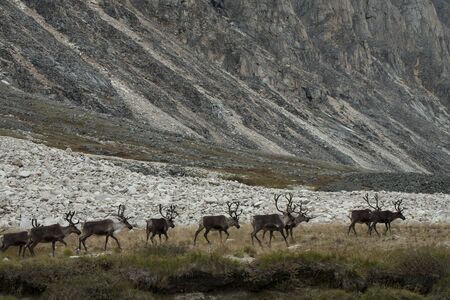 A herd of deer walking on the lake. Ridge Chersky. Yakutia. Russia.の写真素材