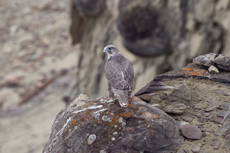 The young merlin sitting on a rock. Lena river. Yakutia. Russia.の写真素材
