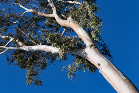 Bare trunk sycamore tree against a blue sky. Cyprus. Limassol.の写真素材