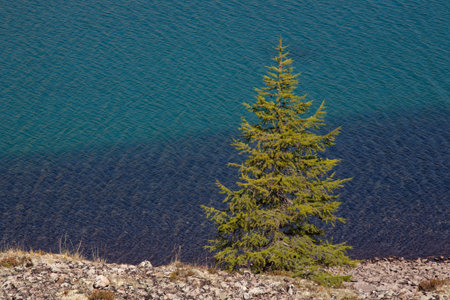Lonely larch on a background of a mountain lake. Ridge Suntar-Hayata. Yakutia. Russia.の写真素材