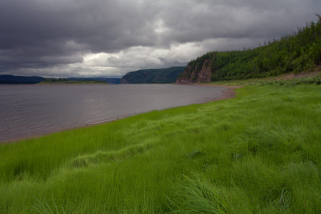 The thick grass on the bank of the river. Lena river. Yakutia. Russia.の写真素材