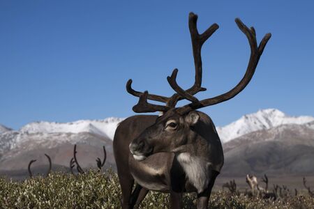 Standing deer and half-turned his head. Yakutia. Russia.の写真素材
