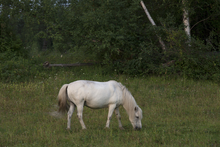 White horse grazing in a meadow. Lena River. Yakutia. Russia.の写真素材