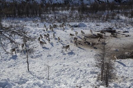 Herds of deer in the snow. Moma Mountains. Yakutia. Russia.の写真素材