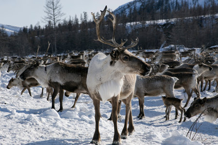Herds of deer in the snow. Moma Mountains. Yakutia. Russia.