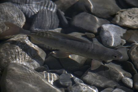 Grayling in clear water of the river. River Omulevka. Yakutia. Russia.の写真素材