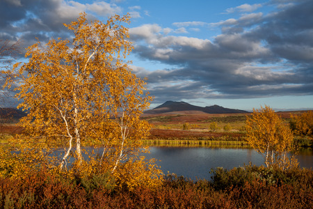 Bright colors of autumn in the mountains. Polar Urals. Russia.の写真素材