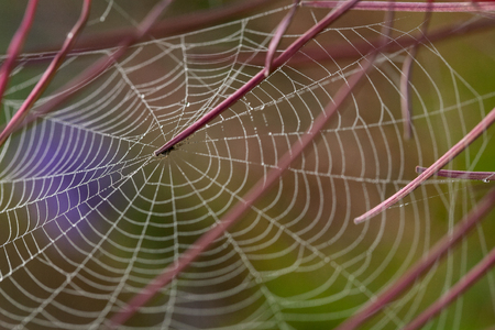 Cobweb on the stems of willow-herb. Lena river. Yakutia. Russia.の写真素材