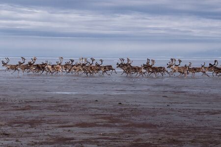 A herd of deer running on the sea shelf. Laptev Sea, Yakutia, Russia.の写真素材