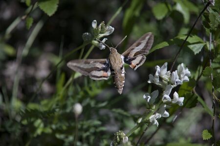 Hyles collecting nectar from a flower. Insect in flight. Yakutia.の写真素材