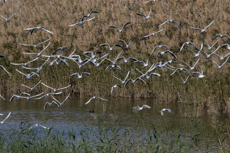 A flock of gulls over water. Salt lake in Cyprus.