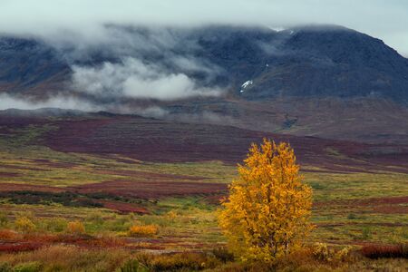 Yellowed birch on a background of cloudy sky. Polar Urals. Russia.の写真素材