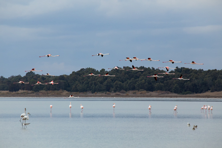 Flamingo standing in the lake and in flight. Salt Lake. Cyprus.の写真素材