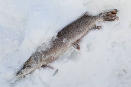 Frozen pike lying in the snow. Winter fishing on the Indigirka. Yakutia. Russia.の写真素材
