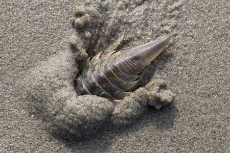 Saduria entomon on the sea sand. Laptev sea.の写真素材