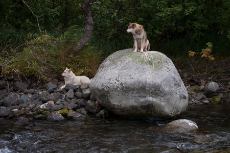 Two dogs on the rocks by the river. The Koni Peninsula. Magadan oblast. Russia.