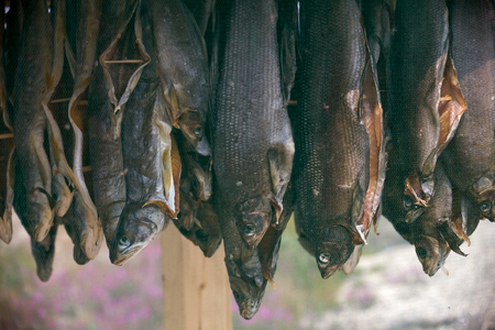 Drying box for drying fish. Magadan region.の写真素材