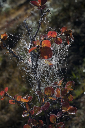 Dew on a spider web on the branch of a birch. Fall colors in Yakutia.の写真素材