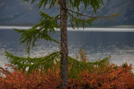 A fragment of a larch in the background of the lake. Oymyakon highlands, lake labynkyr in Yakutia.の写真素材