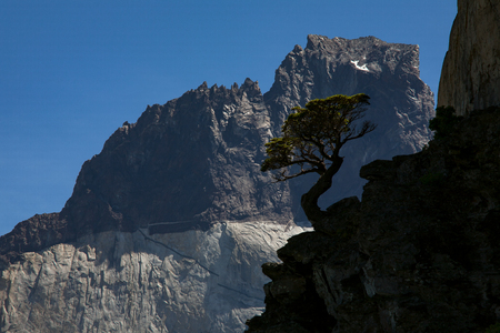 The whimsical silhouette of a tree against the mountain. National Park Torres del Paine. Chile.の写真素材