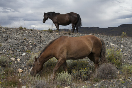 Two horses in the pasture. National Park Torres del Paine, Patagonia, Chile.の写真素材