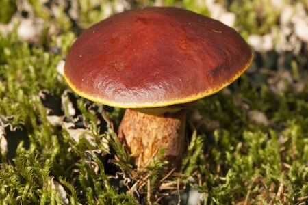 Wild mushrooms and moss around. Yakutia.の写真素材
