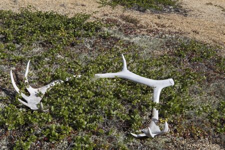 Old antlers dropped on the ground. The migration route of wild reindeer in Yakutia.の写真素材