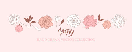 Hand darwn peonies. Botanical vector illustartion. Peony line art drawing.のイラスト素材