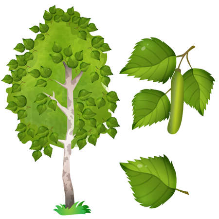 Color image of fruit, leaf and branch with catkins of birch on white background. Plants and trees. Vector illustration set for kids.のイラスト素材