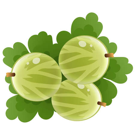 Color image of green gooseberry on white background. Berry and fruits. Vector illustration.のイラスト素材