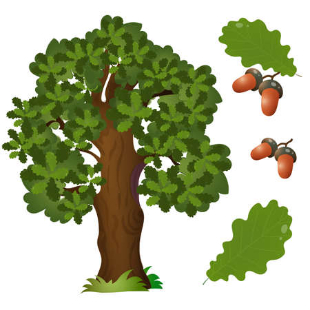 Color image of fruit, leaf and branch with acorns of oak on white background. Plants and trees. Vector illustration set for kids.のイラスト素材