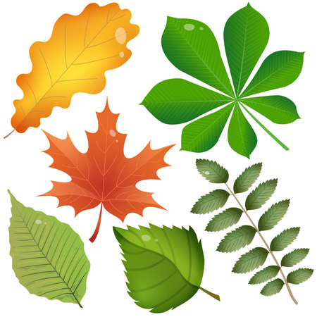 Color images of leaves of trees on white background. Leaf of oak, birch, maple, chestnut, Rowan and alder. Herbarium. Vector illustration set for kids.のイラスト素材