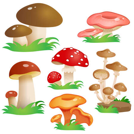 Color image of mushrooms on white background. Vector illustration set for kids.のイラスト素材