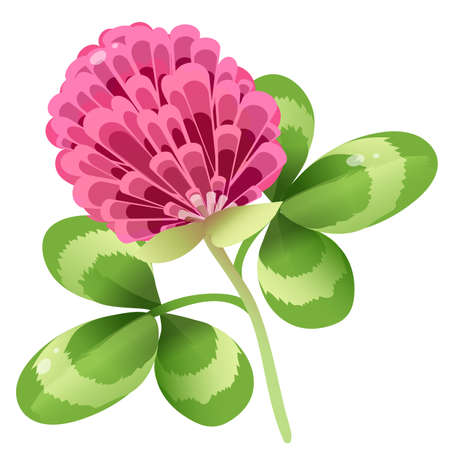 Color image of clover or trefoil or shamrock on white background. Plants and flowers. Vector illustration for kids.のイラスト素材