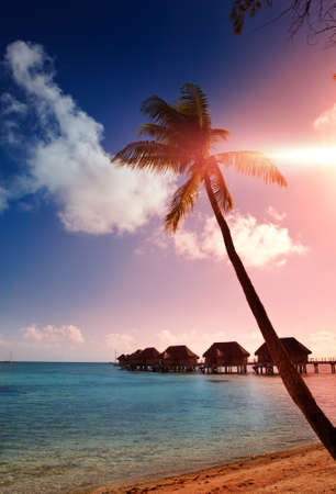 Palm trees silhouette and a sunset over the seaのeditorial素材