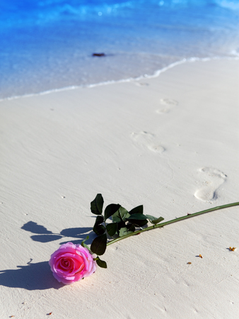 on sea coast a blossoming rose and the prints of bare feet going to the seaの写真素材